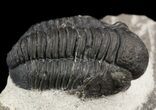 Gerastos Trilobite Fossil - Morocco #52109-2